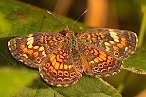 Phaon Crescent Butterfly